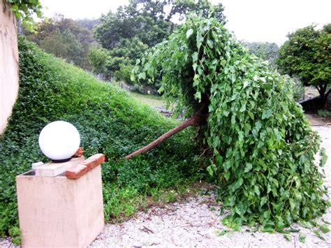 "The Drip" Mudgee: Pruning our Old Weeping Mulberry