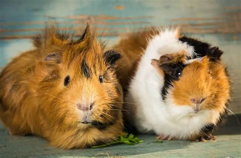 12 fun facts about gorgeous guinea pigs | Burgess Pet Care