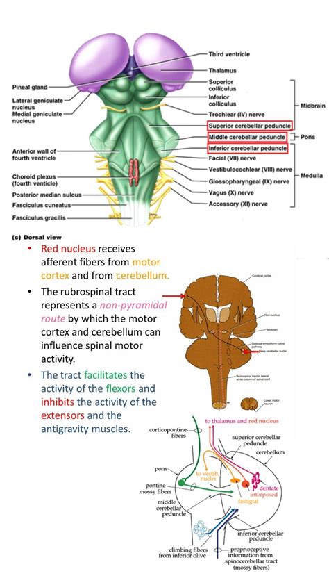 1】 Rubrospinal tract (Red nucleus) - From Superior cerebral peduncle ...