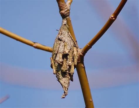 brown cocoon - Thyridopteryx ephemeraeformis - BugGuide.Net