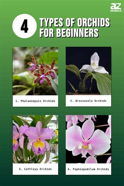 4 Types Of Orchids For Beginners - A-Z Animals