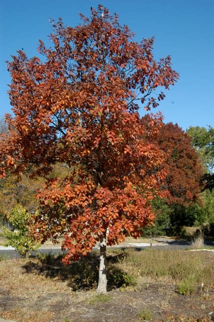 Chinkapin Oak – Van Buren Conservation District