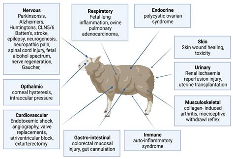 Biology | Free Full-Text | The Sheep as a Large Animal Model for the ...