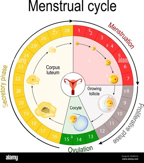 Lv Red Bottoms Menstrual Cycle | semashow.com