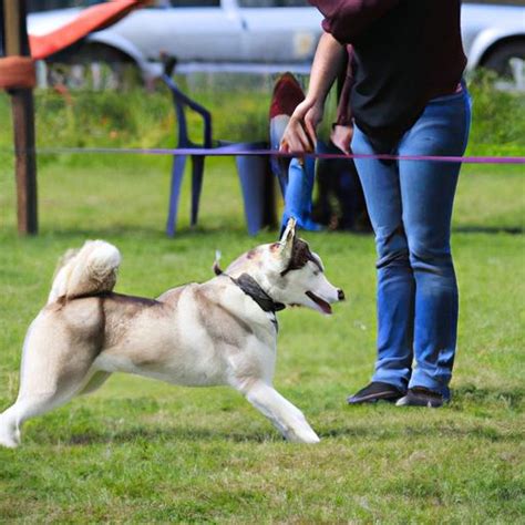 Siberian Husky Training: Tips and Tricks for a Well-Behaved Pup