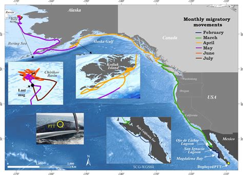 Frontiers | Migratory Behavior of an Eastern North Pacific Gray Whale ...