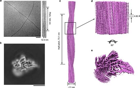 Cryo-EM structure of SOD1 fibril a Raw cryo-EM image of amyloid fibrils ...