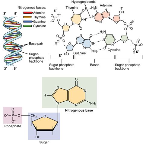 Rna Structure Diagram Labeled