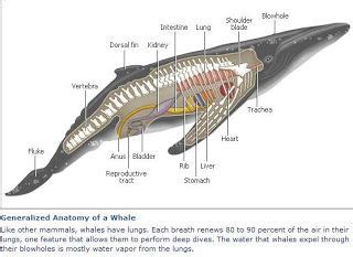 whale anatomy diagram | Whale, Anatomy, Mammals