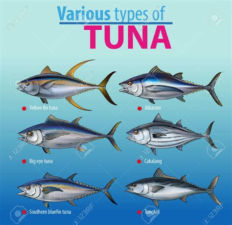 Types of Tuna Fish - Infographic