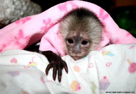 Baby Pet Monkeys | Amazing Wallpapers