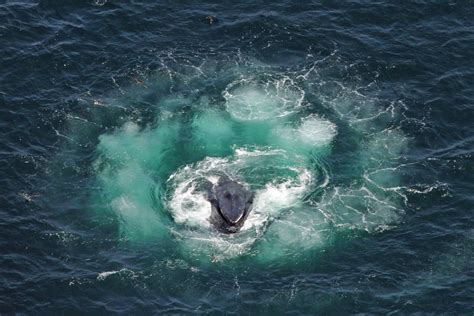 Why humpbacks are protecting other creatures from killer whales