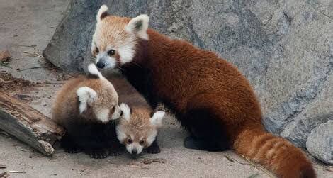 Social Characteristics - Red Pandas