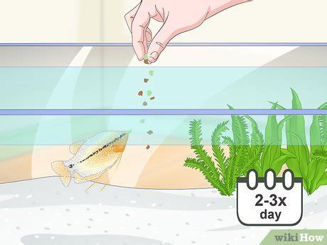 3 Ways to Care for a Pearl Gourami - wikiHow