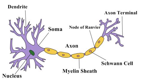 Draw A Neat Labelled Diagram Of Neurons Class 11 Biology Cbse | Porn ...