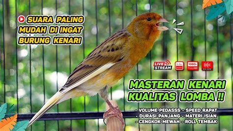 Kenari GACOR‼️ Masteran Burung Kenari PAUD dan Pancingan Kenari MACET ...