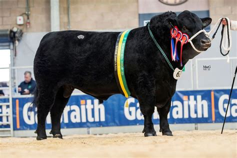 News & Events - Aberdeen-Angus Cattle Society