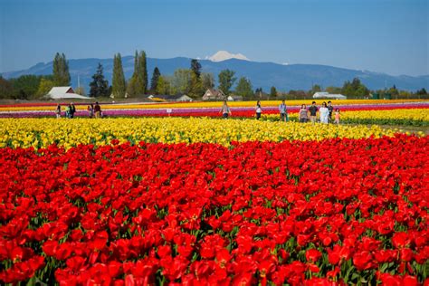 Unveiling The Beauty And Bounty Of The Skagit Valley: A Comprehensive ...