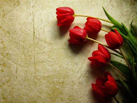 wallpaper: Red Tulips Wallpapers