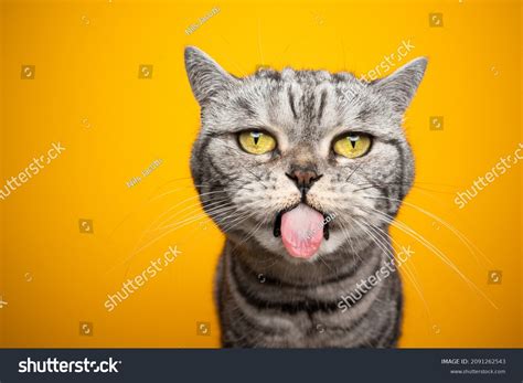 Funny Cat Tongue Stock Photos - 27,940 Images | Shutterstock