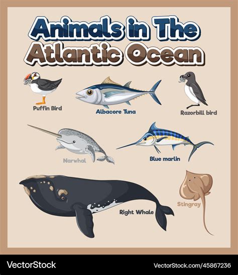 Atlantic Ocean Animals