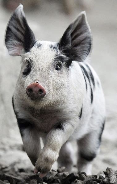 I want ONE!!!! | Cute pigs, Animals wild, Baby animals