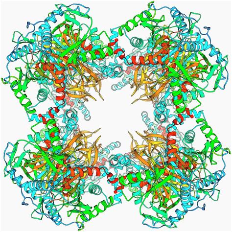 Pyruvate Dehydrogenase Complex Enzyme Photograph by Laguna Design ...