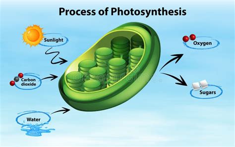 Process Of Photosynthesis In Algae Stock Vector - Illustration of alga ...