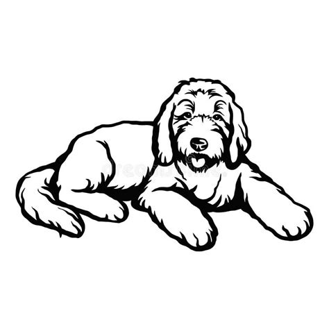 Goldendoodle Dog - Vector Isolated Illustration on White Background ...