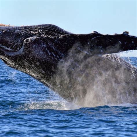 Humpback whale numbers increasing as conservation practices take effect ...