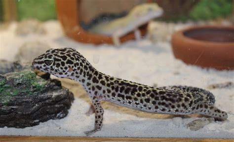 Leopard Gecko Habitat Guide: What Your Pet Actually Needs...