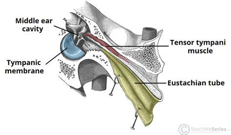 The Middle Ear - Parts - Bones - Muscles - TeachMeAnatomy