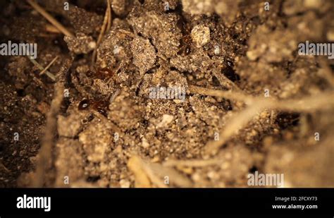 Top down view of disturbed fire ant mound - many ants digging in the ...