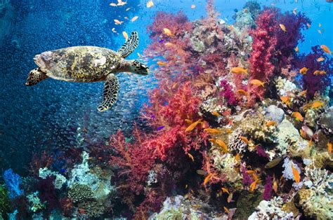 Turtle and Corals - Wall Mural & Photo Wallpaper | Bilder, Natur, Tapet