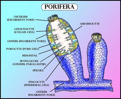 Choanocytes are seen in(a)Coelenterata(b)Porifera(c)Mollusca(d ...