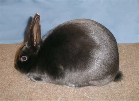 Satin - Different Breeds Of Rabbits