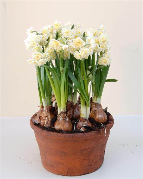 Narcissus 'Erlicheer' bulbs — Buy indoor narcissus online at Farmer ...