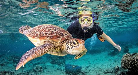 Snorkeling - Cairns Dive Tours