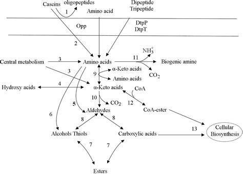 Lactic Acid Fermentation Products