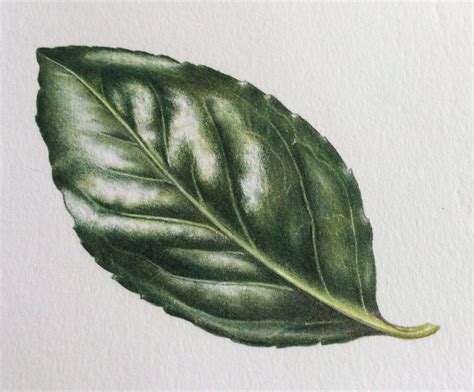 Shiny Leaf Step-by-Step | Leaf drawing, Botanical drawings, Botanical ...