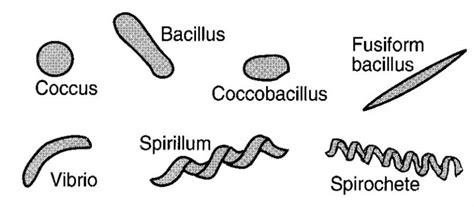 Bacteria in Microbiology - shapes, structure and diagram