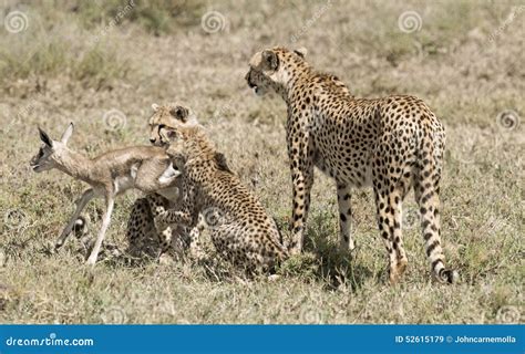 Cheetah Cubs Hunting