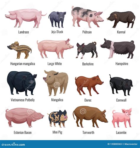 Pig Icons Set stock vector. Illustration of computer - 135800365