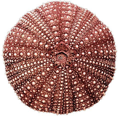 PNG Sea Urchin Transparent Sea Urchin.PNG Images. | PlusPNG