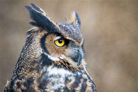 Great Horned Owl | Audubon Field Guide