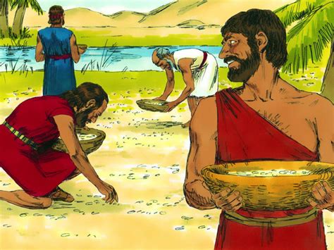 Manna and Quail Featured (Exodus 16) - PnC Bible Reading - Illustrated ...