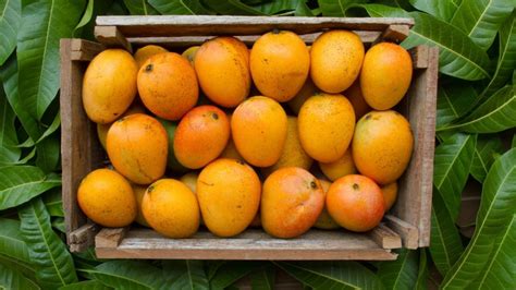 These 8 varieties of mangoes from different parts of India are a must-try