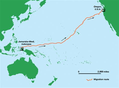 Pacific Leatherback Sets Long-Distance Record — The State of the World ...