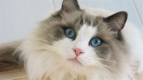 Blue Eyes Ragdoll Cat HD Wallpaper - WallpaperFX