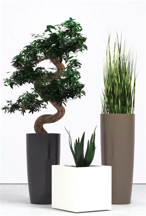 Decorative Office Plants | Office plants, Plants, Plant decor